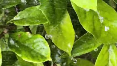 Sağanak yağmur yeşil yaprakların üzerine yağıyor