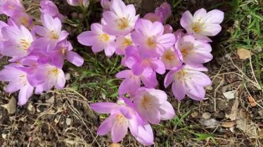 İngiltere 'nin kuzeyindeki bir bahçede Crocus yetişiyor.