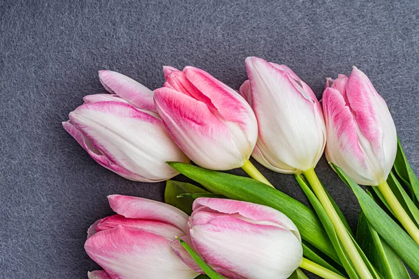 white pink tulips on a gray background. High quality photo