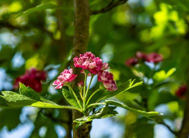 Bahçede leylak çiçekleri var. Bahar çiçekleri. Yüksek kalite fotoğraf