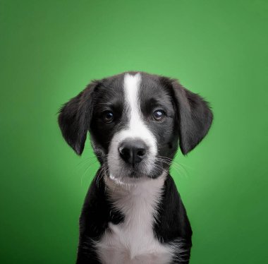 Yeşil arka planda sevimli bir köpek yavrusunun portresi.