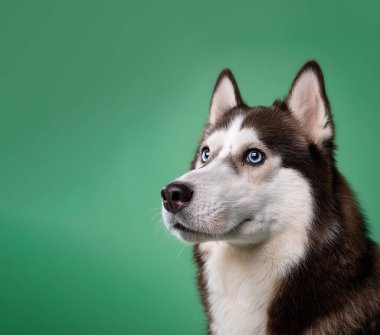 Yüzü güler yüzlü, yeşil arka planda izole bir köpek.