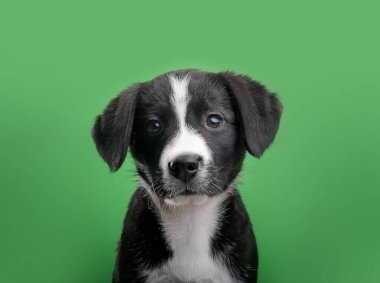 Kameraya tuhaf bir şekilde bakan sevimli melez bir köpeğin portresi.