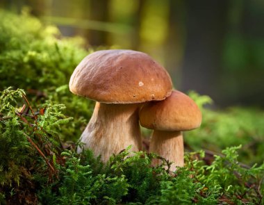 Ormandaki mantarlar. Bolete, mantar, boletus, mantar, mantar. Ormanda mantar.