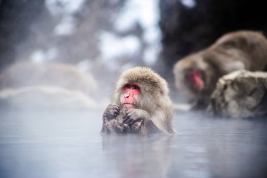 Japon Kar Maymunu Sıcak Baharda, Nagano-Shi, Japonya