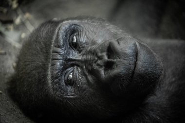 Doğada bir gorilin portresi