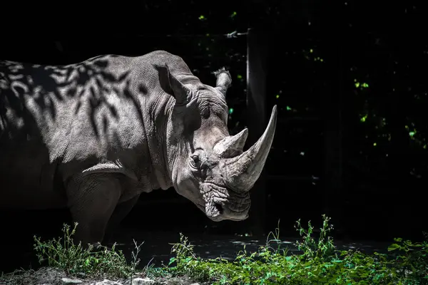 stock image Rhinocerous portrait on grass, Rhino in the Bronx zoo 