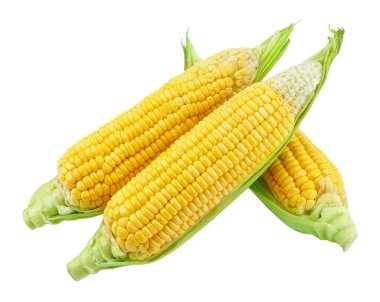 Beyaz arka planda izole edilmiş bir mısır kulağı.