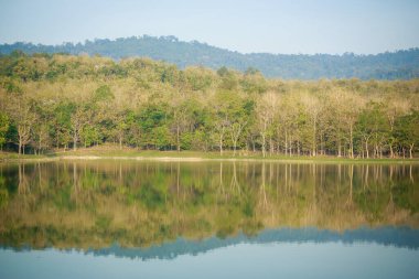 Yaz ormanında su yansıtan bir ağaç..