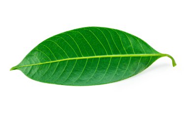 Beyaz arkaplanda Marian erik iznine ayrılmış