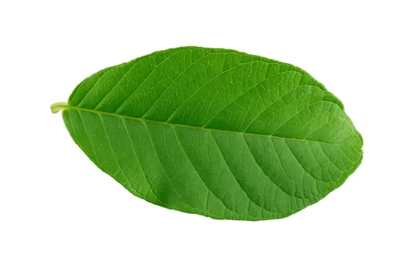 bırakılan guava kapalı makro izole beyaz üzerine