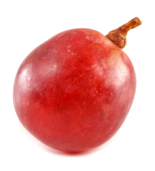 kırmızı üzüm izole üzerinde beyaz artalan yakın çekim.