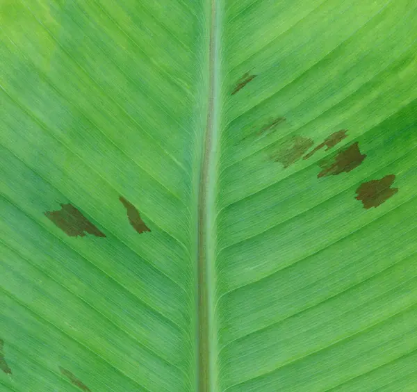 Muz yaprağı dokusuna yakın, yeşil ve taze, bir parkta.