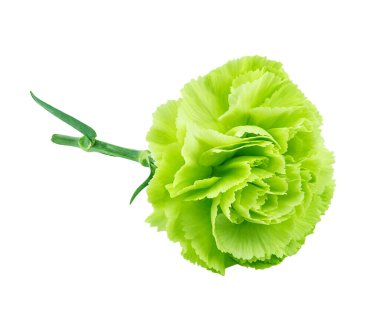 Beyaz arkaplanda yeşil karanfil izole edildi