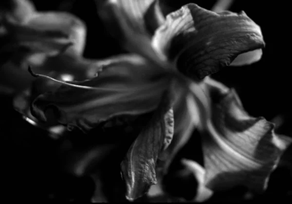 Hermosas Flores Lirio Imagen Blanco Negro —  Fotos de Stock