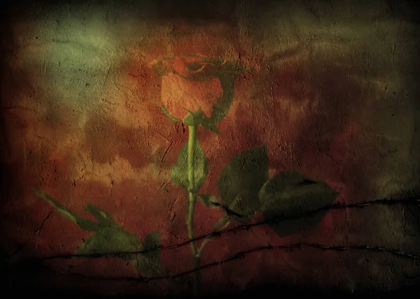 Красная Роза Фоне Гранжа Цифровое Искусство — стоковое фото