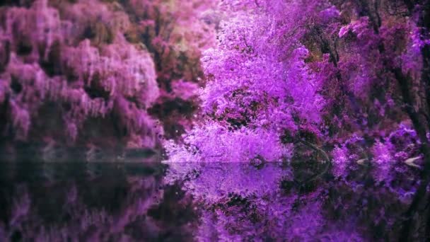 Фиолетовые Деревья Природы Мультфильм — стоковое видео