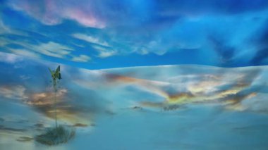 Çöl bitkileri. Beyaz kum tepeleri