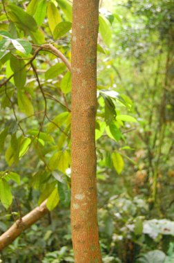 Ormandaki genç bir ağacın yakın çekimi.
