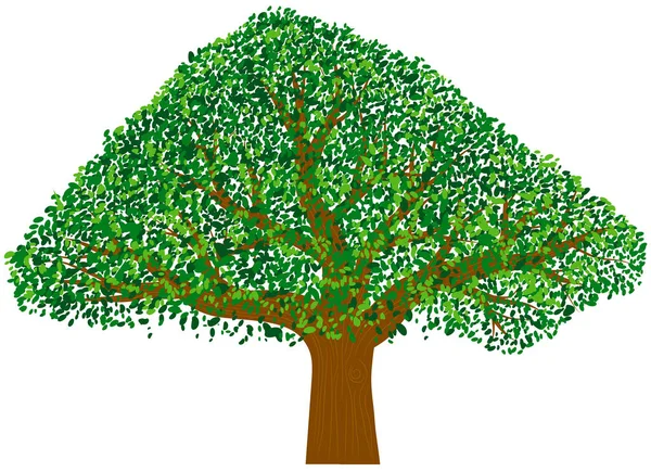 Grönt Träd Med Blad Vit Bakgrund — Stock vektor