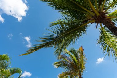 tropikal bir plajda palmiye ağacı