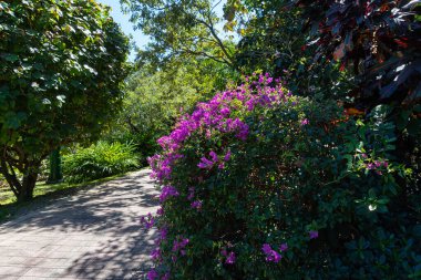 Güneşli bir günde güzel, çiçekli bir bahçe.
