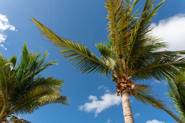 Beautiful palm tree on a summer's day