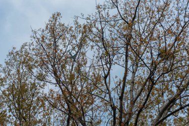 Bulutlu bir günde yapraklı ağaçlar