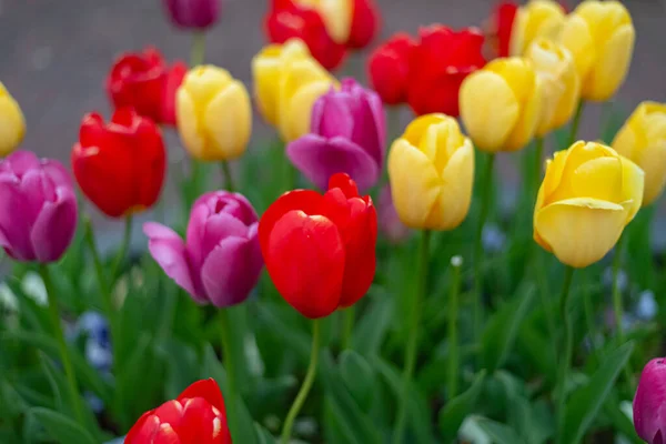 Colorful tulips, flowers from the Netherlands - Holland