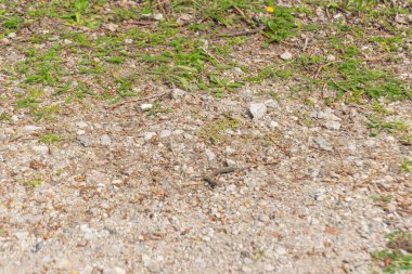 Taşlı zemin ve biraz çimen.