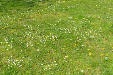 Hollanda 'dan Daisy çiçekleri - Hollanda