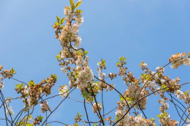Güneşli bir günde yapraklı ve çiçekli ağaçlar