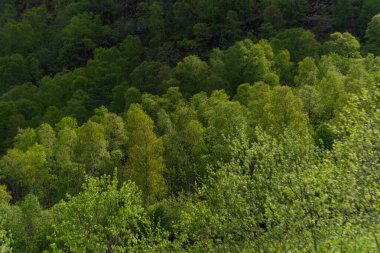 Skjolden - Norveç - 16 Mayıs 2023 - Ağaçlar