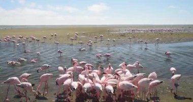 Namibya sahilinde güzel pembe flamingolar.
