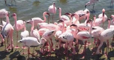 Namibya sahilinde güzel pembe flamingolar.