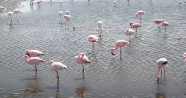 Namibya sahilinde güzel pembe flamingolar.