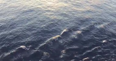 Gündüzleri deniz suyu dolaşımı 