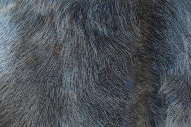 Kürk dokusu kalıbının fotoğrafı