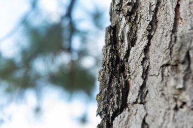 Ahşap desenli fotoğraf