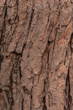 Ahşap desenli fotoğraf