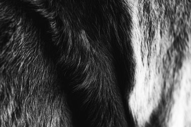 Kürk dokusu kalıbının fotoğrafı