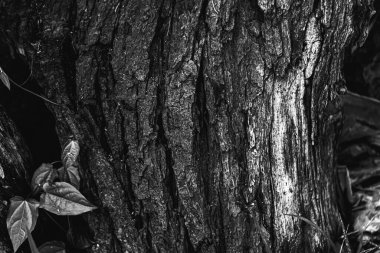 Ahşap desenli fotoğraf