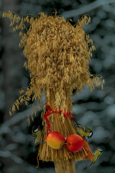 Winter Feeding Tits Grains Apples — Foto Stock