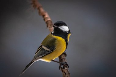 Tit sits on a branch in front of a uniform background