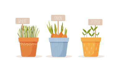 Beyaz arka planda izole edilmiş renkli kaplarda buğday, soğan ve biber tomurcukları. Sağlıklı besin maddeleri