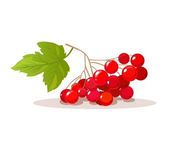 Sprig Viburnum Berries Ukrainian Symbol Vector Berries Illustration — Stock Vector