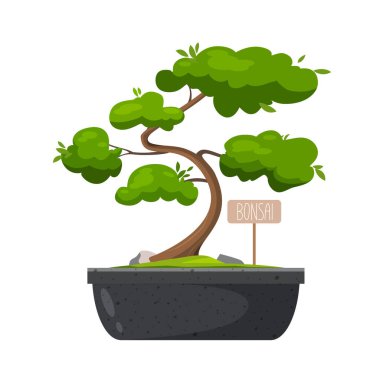 Bonsai ağacı, beyaz arka planda izole edilmiş bir tencerede.