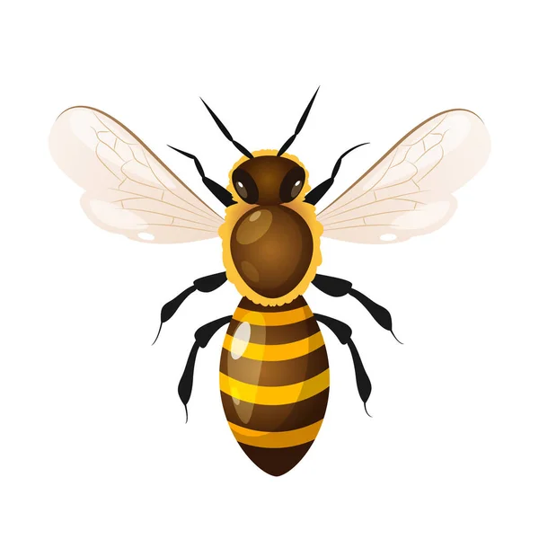 Векторна Ілюстрація Медоносних Бджіл Ізольована Білому Тлі — стоковий вектор