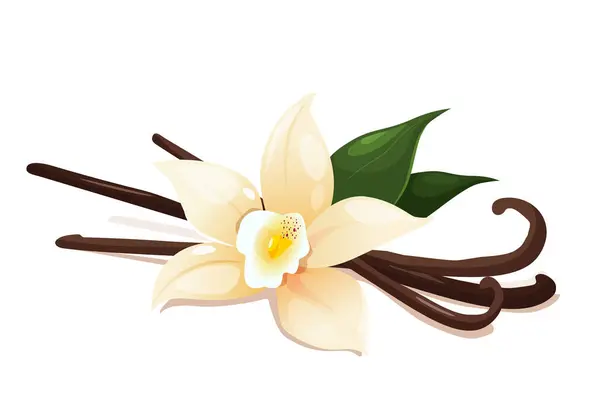 Kwiat Wanilii Wysuszonymi Strąkami Liśćmi Wyizolowanymi Białym Tle — Wektor stockowy