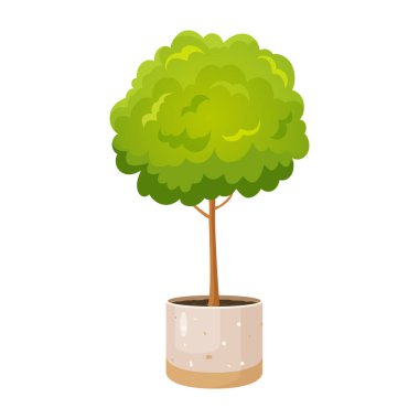 Saksıda ağaç var..